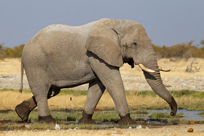 В Зимбабве расследуют загадочную массовую гибель слонов. В июле с той же проблемой столкнулась Ботсвана