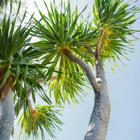 Взгляните на единственный ботанический сад на Мальдивах — Baros Maldives Взгляните на единственный ботанический сад на Мальдивах — Baros Maldives