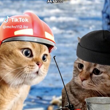 МЧС Беларуси ведет забавный аккаунт в TikTok, где объясняет правила безопасности при помощи мемов с котами и собаками