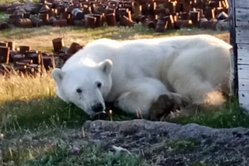 В Сибири белый медведь вышел к людям из-за застрявшей в пасти банки из-под сгущенки. К нему на помощь вылетят ветеринары из Москвы