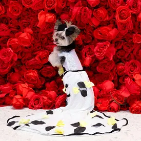 В Нью-Йорке состоялся модный показ Pet Gala. По красной дорожке прошли 16 собак, повторивших образы Зендеи, Дженнифер Лопес, Ники Минаж и других звезд