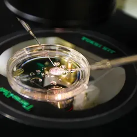 В США ученые впервые создали эмбрион с помощью ДНК из клеток кожи человека В США ученые впервые создали эмбрион с помощью ДНК из клеток кожи человека