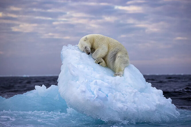 «Ледяная кровать» / Белый медведь спит на тающих обломках крошечного дрейфующего айсберга на норвежском архипелаге Шпицберген