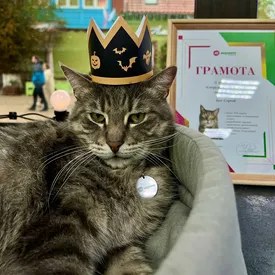 Уволенного из супермаркета кота Сергея номинировали на «Лохматый Оскар» Уволенного из супермаркета кота Сергея номинировали на «Лохматый Оскар»