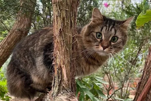 Скандал вокруг котов «Аптекарского огорода»: москвичи потребовали защитить кошек, которых начали выгонять из оранжерей