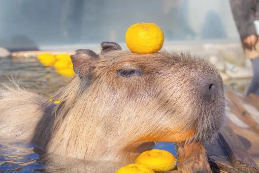 День зимнего солнцестояния в Японии: посмотрите, как капибары принимают ванну с фруктами