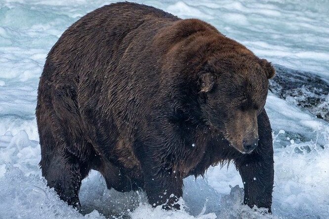 На ежегодном конкурсе за звание самого толстого медведя на Аляске мошенники подделали более 7 тысяч голосов ради медведицы по имени Холли