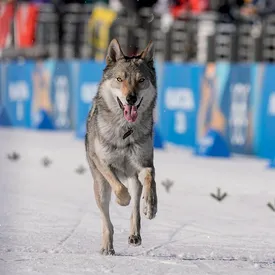 На Олимпиаде пес выбежал на лыжню во время соревнований и финишировал вместе со спортсменками На Олимпиаде пес выбежал на лыжню во время соревнований и финишировал вместе со спортсменками