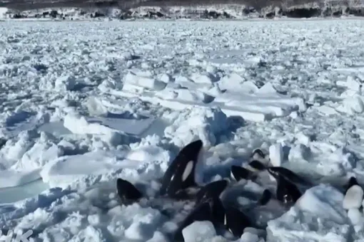 Власти Японии считают, что застрявшая во льдах стая косаток, вероятно, смогла спастись