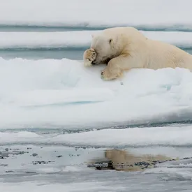 20 смешных фотографий животных: посмотрите на работы финалистов конкурса Comedy Wildlife Awards 2020 20 смешных фотографий животных: посмотрите на работы финалистов конкурса Comedy Wildlife Awards 2020