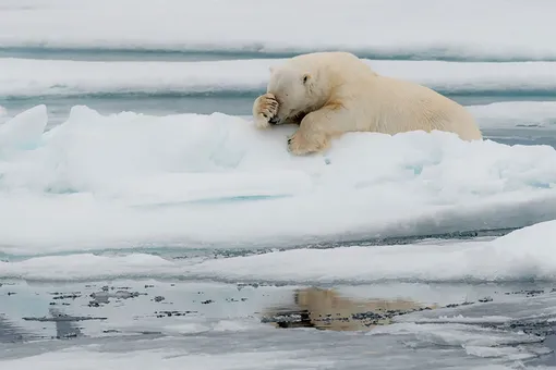 «Lamentation!» Jacques Poulard/Comedy Wildlife Photo Awards 2020Poulard spotted the bear in Spitzbergen, Norway.