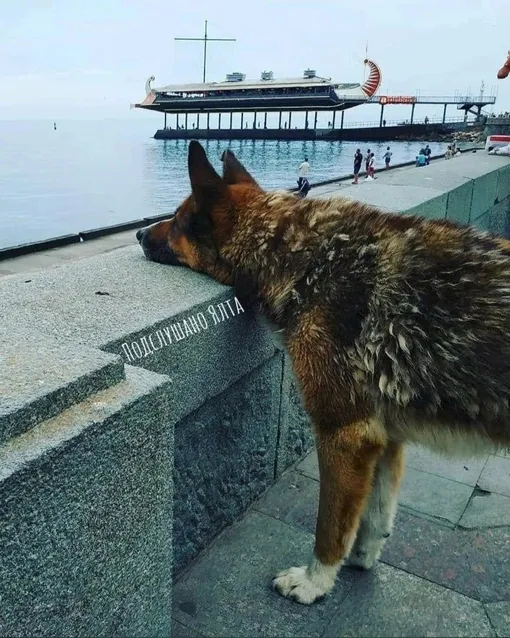 Мухтар Мухтар