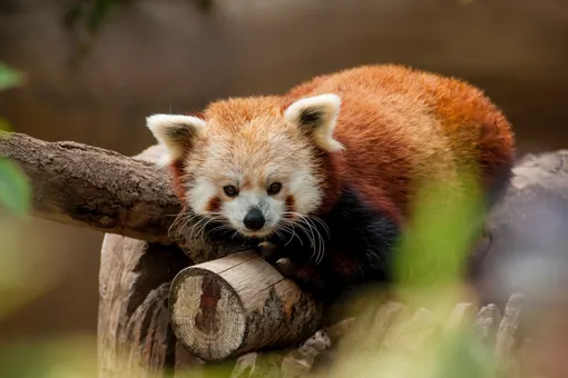 Красная панда в Московском зоопарке нашла скрытую камеру. И это самое милое видео, которое вы увидите сегодня
