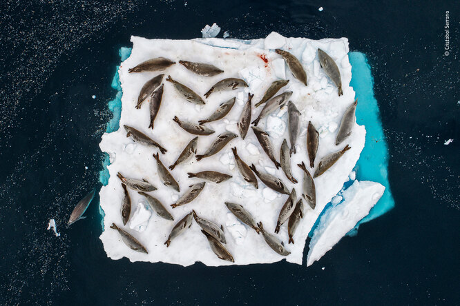 Категория «Животные в естественной среде обитания». Тюлени-крабоеды отдыхают на льдине, канал Эррера, Антарктический полуостров. Фотограф — Кристобаль Серрано (Испания)