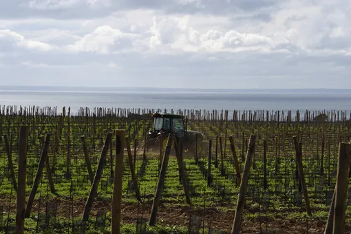 Власти Франции выплатят фермерам €200 млн за уничтожение вина и виноградников