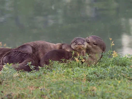 Max Teo | Comedy Wildlife Photo Awards 2020