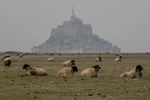 Овцы и ягнята на пастбище неподалеку от Мон-Сен-Мишель на северо-западе Франции. 28 марта 2020