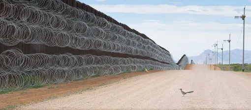 Roadrunner Approaching the Border Wall