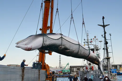 Япония официально заявила о выходе из организации по промыслу китов, чтобы возобновить коммерческую добычу