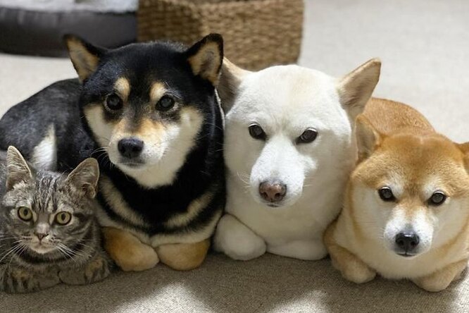 В Японии кот живет с тремя собаками. И, похоже, считает себя одним из них