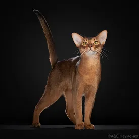 Абиссинского кота из России признали самым красивым в мире