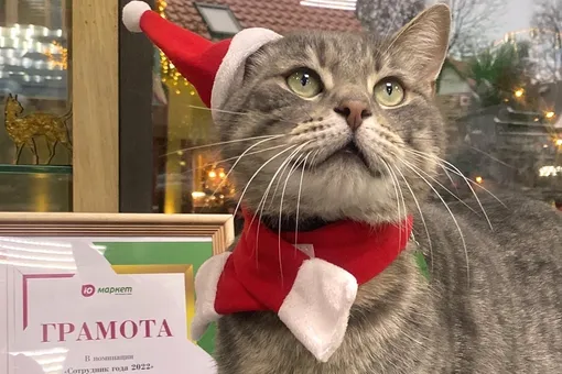 В Зеленоградске из-за анонимной жалобы «уволили» магазинного кота Сергея. Местные жители подписывают петицию за его возвращение