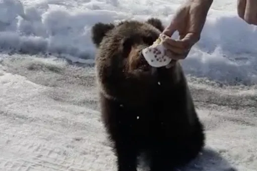 Жители Якутии угостили пасхальными куличами встретившегося им на дороге медвежонка