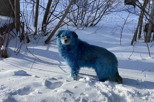 В Дзержинске обнаружили стаю бездомных голубых собак