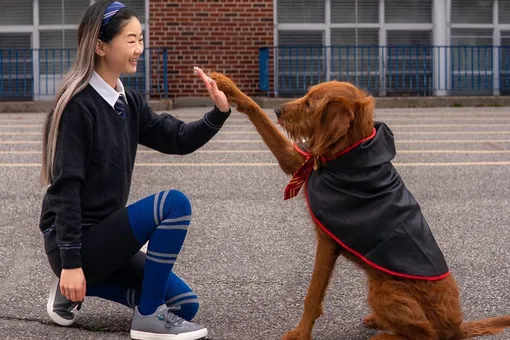 Пользовательница TikTok научила свою собаку Добби заклинаниям из «Гарри Поттера». Ее ролик за пару недель набрал миллионы просмотров