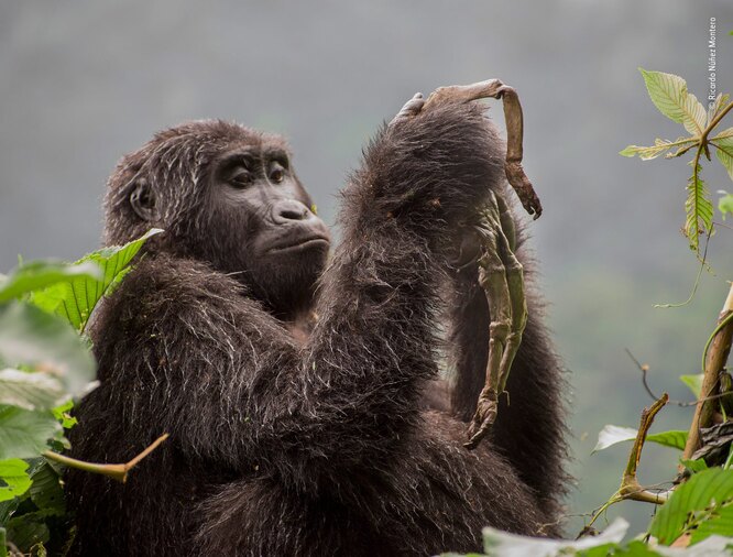 Испанский фотограф Рикардо Монтеро запечатлел горную гориллу, оплакивающую своего погибшего ребенка. Победитель категории «Поведение: млекопитающие».