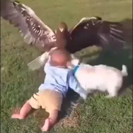 В сети спорят о реалистичном видео с похищением маленького ребенка орлом. Ролик сгенерировали в Sora 2 В сети спорят о реалистичном видео с похищением маленького ребенка орлом. Ролик сгенерировали в Sora 2