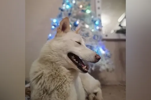 Собаке с теплой остановки в Сургуте нашли дом — ее заберут в Москву
