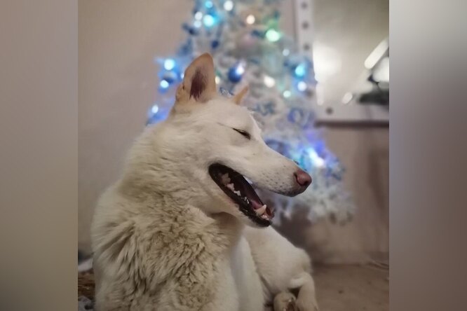 Собаке с теплой остановки в Сургуте нашли дом — ее заберут в Москву