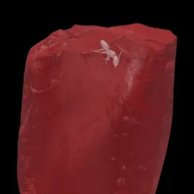 Внутри куска янтаря из коллекции Иоганна Гете нашли муравья возрастом 40 млн лет