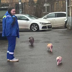 В подмосковной Балашихе спасли семейство минипигов — животных вовремя эвакуировали из горящей квартиры