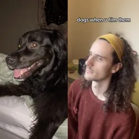 Пользователи TikTok делятся видео с реакцией собак на съемку. Питомцы замирают и шевелят только глазами
