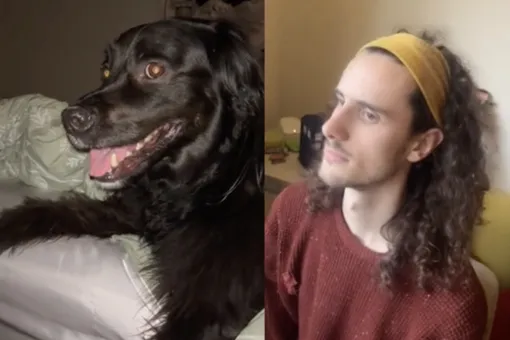 Пользователи TikTok делятся видео с реакцией собак на съемку. Питомцы замирают и шевелят только глазами