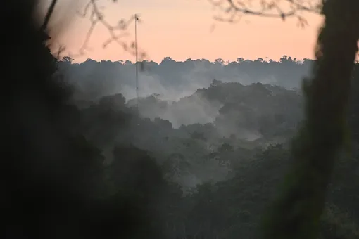Боливиец на месяц потерялся в лесах Амазонки — он пил собственную мочу и ел червей