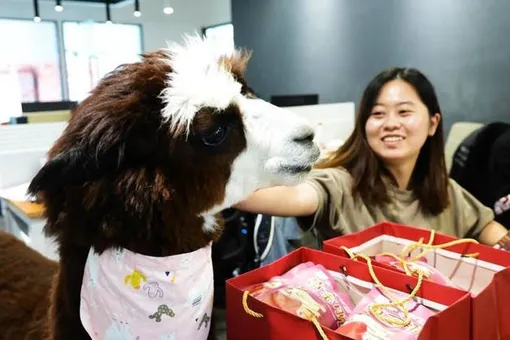 Офис китайской видеостудии «нанял» альпака, чтобы помочь сотрудникам расслабиться