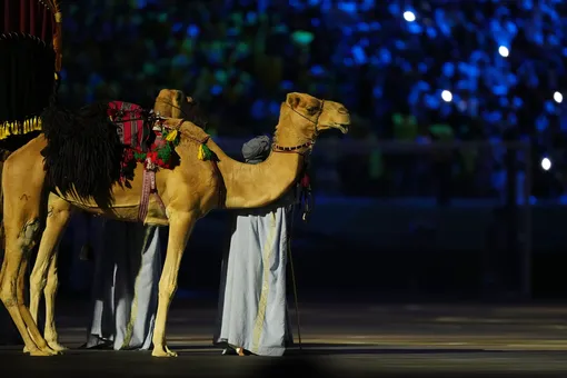 В Катаре проходит конкурс красоты среди верблюдов. Участникам запрещено пользоваться ботоксом, филлерами и силиконом