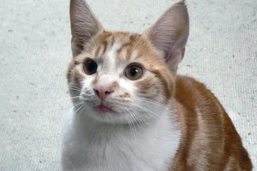 В Британии кот Рыжик вернулся к хозяевам спустя 10 лет после исчезновения