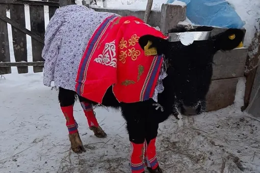 Хара кыыс Хара кыыс