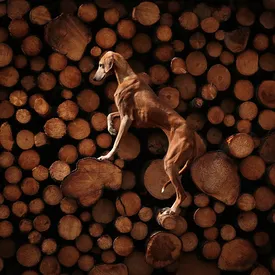 Хвост пистолетом: 10 красивых фотографий собак — победителей конкурса Dog Photography Awards
