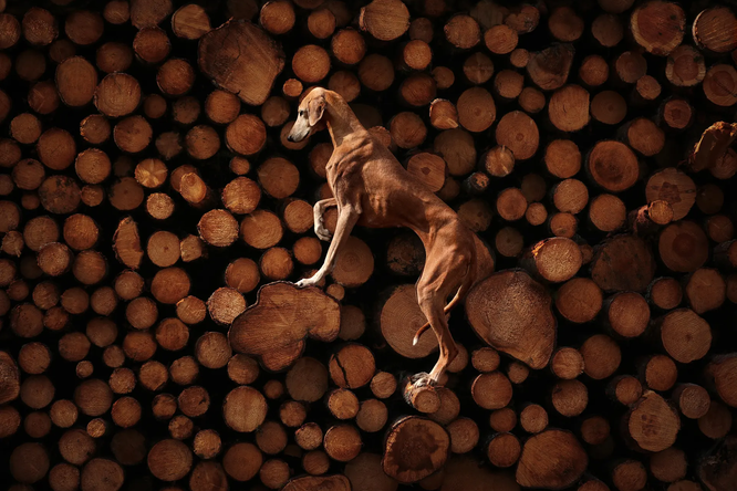 Дай лапу мне: 10 фотографий победителей конкурса Dog Photography Awards 2023 Дай лапу мне: 10 фотографий победителей конкурса Dog Photography Awards 2023
