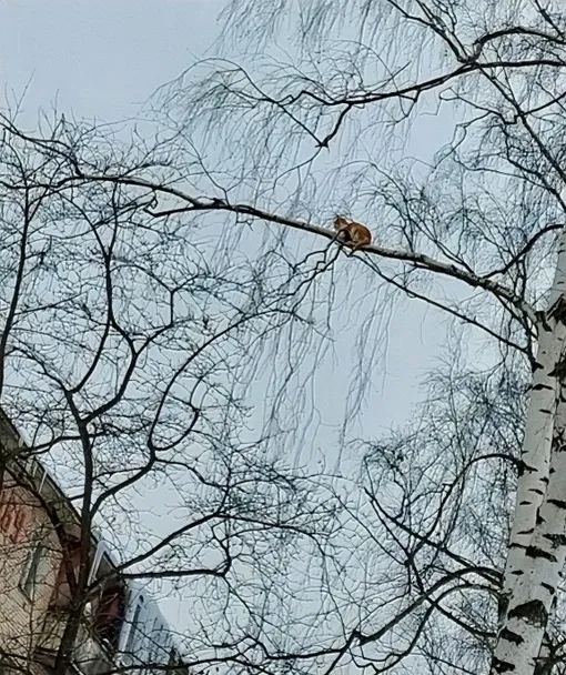 Кошка на дереве