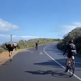 В ЮАР страус неожиданно присоединился к велогонке. Он обошел почти всех участников