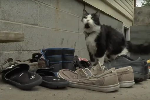В США кот-клептоман ворует обувь. И, похоже, очень гордится собой