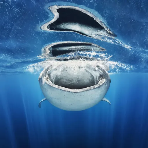 «Подводный мир», второе место: китовая акула открыла пасть, чтобы покормиться мелкой рыбой.