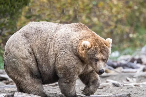 На Аляске выбрали самую толстую медведицу. Она получила титул «Королева тучности»
