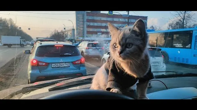 Смотреть